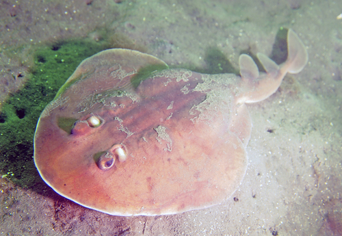 Tasmanian numbfish (Narcine tasmaniensis) — Narcinidae