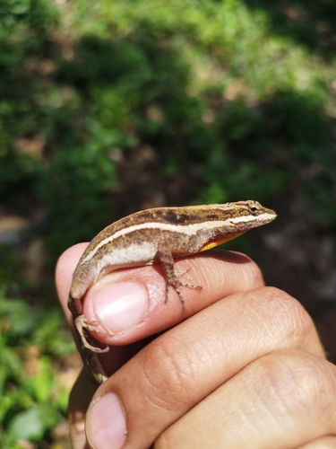 Dunn's Anole