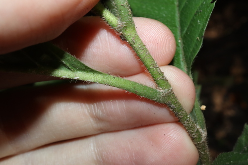 Image of Tetracera nordtiana by (c) Thomas Mesaglio, some rights reserved (CC BY)