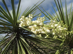 Yucca capensis