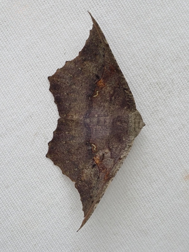 Oxydia optima