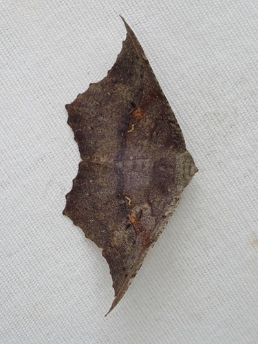 Oxydia optima