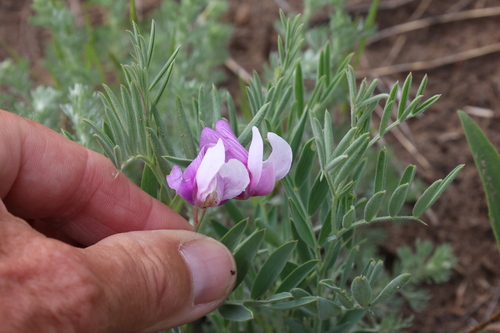 Image of Lathyrus decaphyllus by no rights reserved