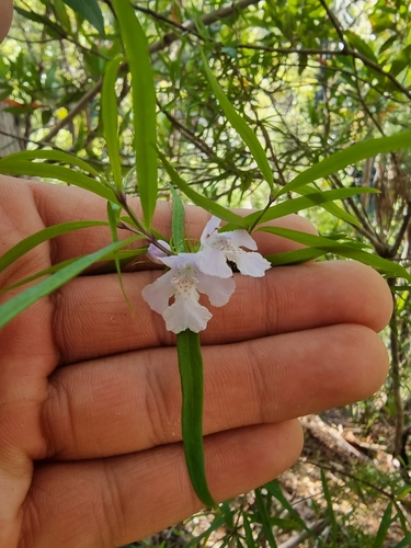 Image of Westringia Blakeana (Westringia blakeana) by (c) Richard Dimon, some rights reserved (CC BY)