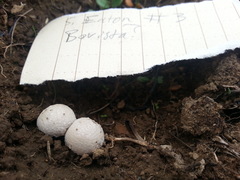 Lycoperdon dermoxanthum
