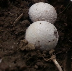 Lycoperdon dermoxanthum