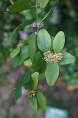 Buxus liukiuensis