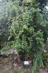 Buxus liukiuensis