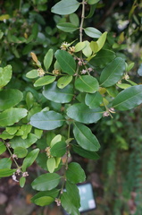 Buxus liukiuensis