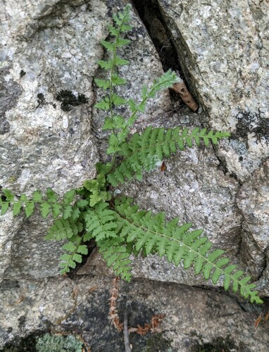 Korean woodsia (Woodsia subcordata)