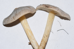 Melanoleuca exscissa