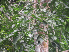 Aphanamixis polystachya