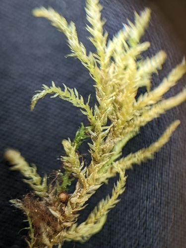 Image of Eurhynchiastrum pulchellum by (c) lauralaska66, some rights reserved (CC BY)