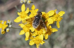 Thyridanthrax andrewsi