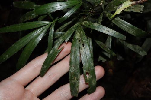 Image of Calamus caryotoides by (c) Thomas Mesaglio, some rights reserved (CC BY)