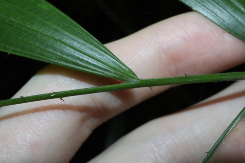 Image of Calamus caryotoides by (c) Thomas Mesaglio, some rights reserved (CC BY)