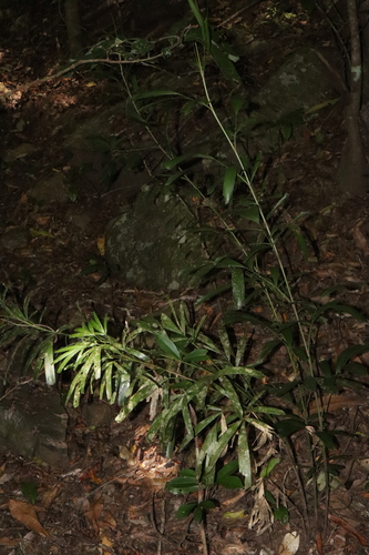 Image of Calamus caryotoides by (c) Thomas Mesaglio, some rights reserved (CC BY)