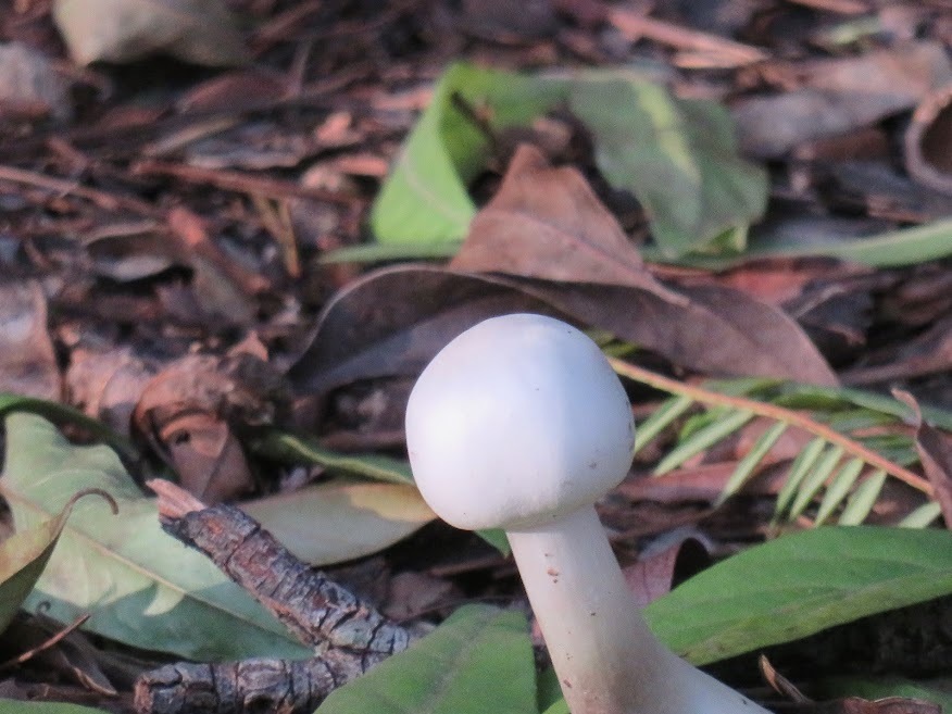Leucocoprinus leucothites · May 2023 · photo: © tandria (iNaturalist, cc-by)