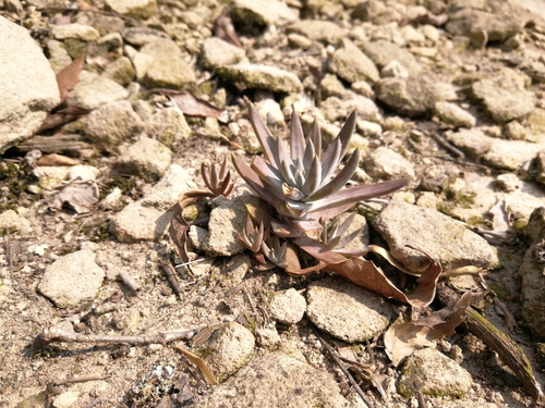 Orostachys margaritifolia Y.N.Lee 2