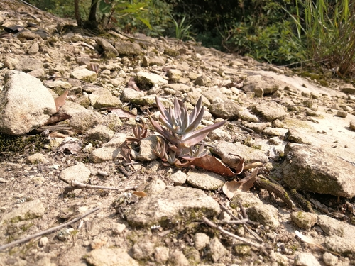 Orostachys japonica