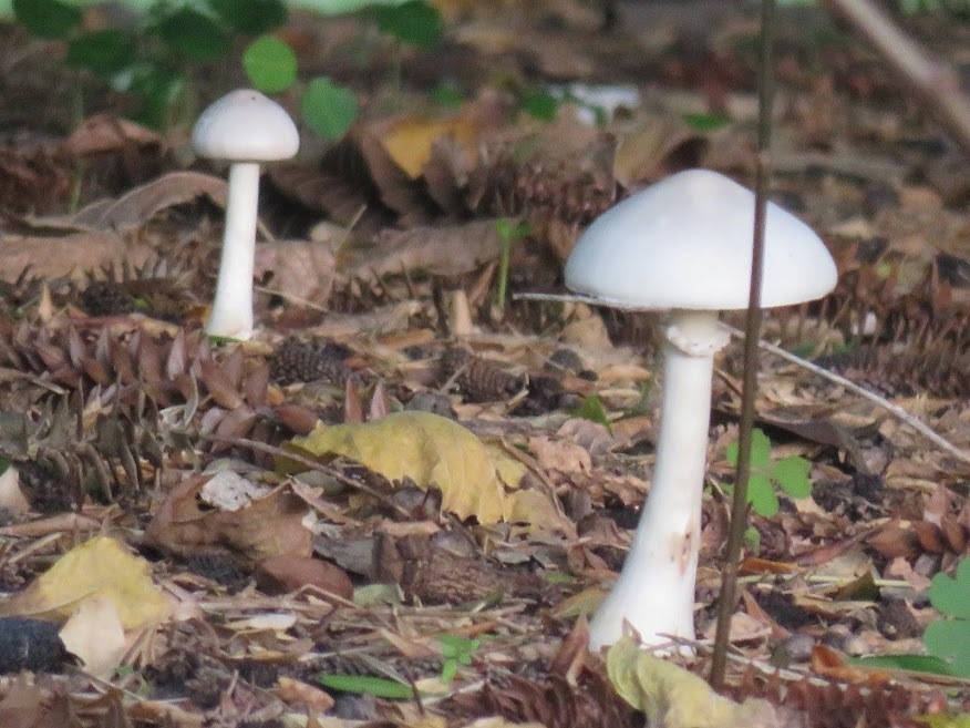 Leucocoprinus leucothites · May 2023 · photo: © tandria (iNaturalist, cc-by)