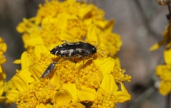 Acmaeodera retifera