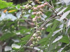 Aphanamixis polystachya