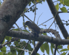 Nesoctites micromegas