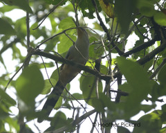 Coccyzus longirostris