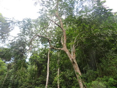 Aphanamixis polystachya