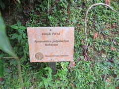 Aphanamixis polystachya