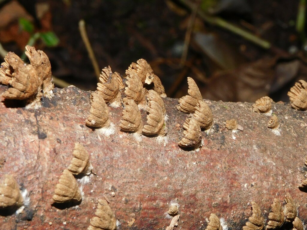 Schizophyllum umbrinum · May 2023 · photo: © ana_ads (iNaturalist, cc-by)
