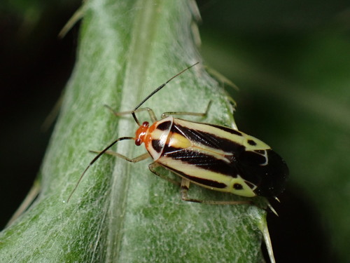 Four-lined plant bug