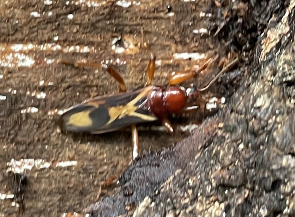 Tydides rufus