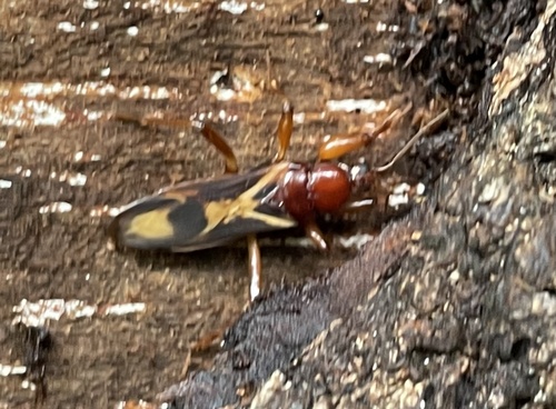 Tydides rufus