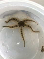 Ophiotrichidae