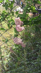 Funastrum cynanchoides