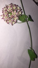 Funastrum cynanchoides