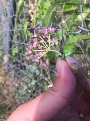 Funastrum cynanchoides