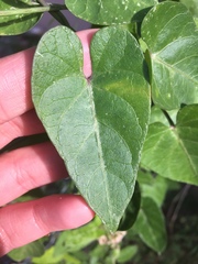 Funastrum cynanchoides