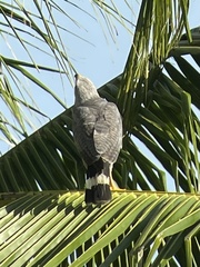 Buteo nitidus image