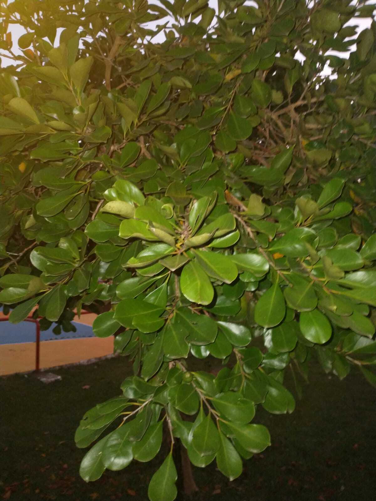 Psidium cattleianum