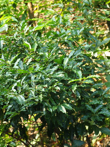 Image of Itea oldhamii by no rights reserved