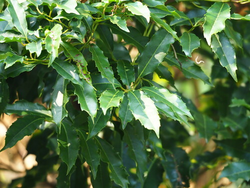 Image of Itea oldhamii by no rights reserved