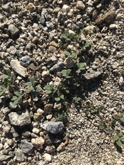 Acmispon maritimus brevivexillus