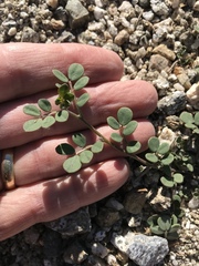 Acmispon maritimus brevivexillus