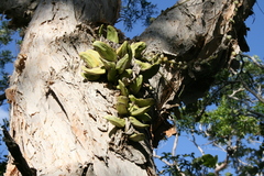 Dischidia major