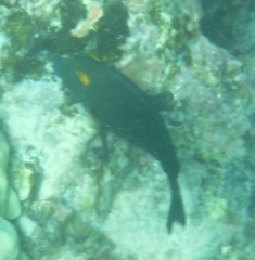 Ctenochaetus strigosus