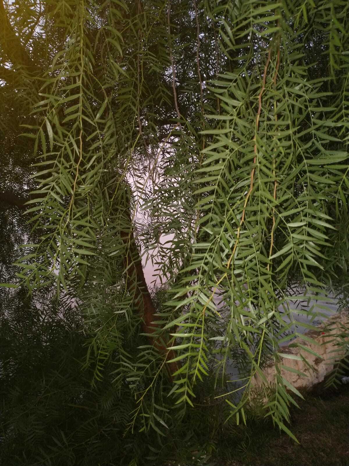 Schinus molle