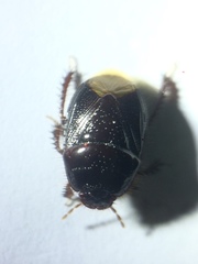 Cyrtomenus